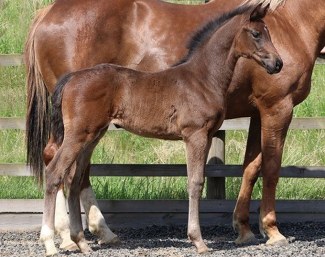 Lady Loretta Caledonia (by Foundation x Royal Dance)
