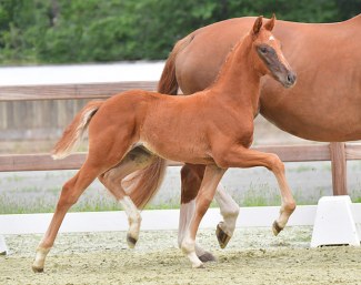 Elitär (by Viva Gold x De Niro x Sion) :: Photo © Feldhaus