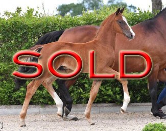 Brilljand (by Best of Gold x Happy Diamond) :: Photo © Kiki Beelitz