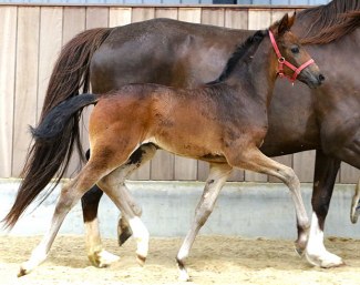 Dyveke G (by Hesselhøj Donkey Boy x Sir Donnerhall II)