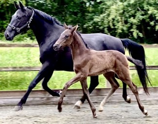 Waverley So Sierra (by So Unique x San Amour)