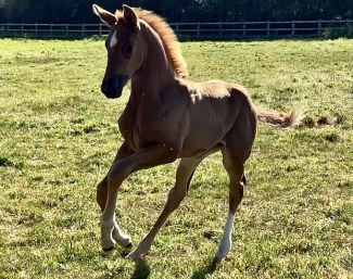 Waverley Vie en Rose (by Vitalis x Totilas)