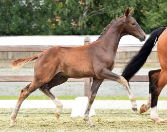 Don Royal (by Damon Hill x Rubin Royal) :: Photo © Feldhaus