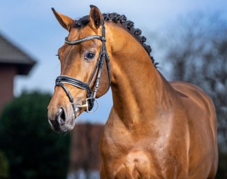 The Oldenburg future sire Vaderland (by Vitalis x Krack C x Contango) shines twice in the foal collection. (Recki)