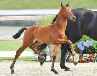 Victor Hugo (by Valvarde x Donnerhall x Lanthan) :: Photo © Feldhaus