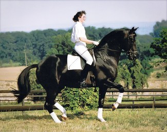 Marion Langels on Trakehner stallion Kostolany in a near perfect piaffe: on the hindquarters , the front leg is in the vertical. Clear uphill tendency, the neck wonderfully arched, poll the highest point. Everything appears elastic-supple-harmonious. One ear listens to the rider, the other perceives the surroundings :: Photo © Beate Langels