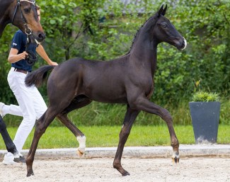 Poleposition Texel (by Toto Jr. x Negro x Krack C) :: Photo © Digishots