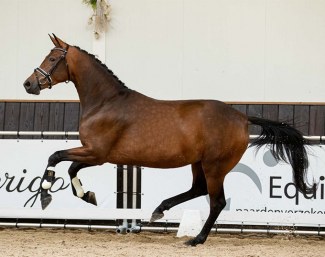 Mabel (by Dettori x Lord Leatherdale x Negro)