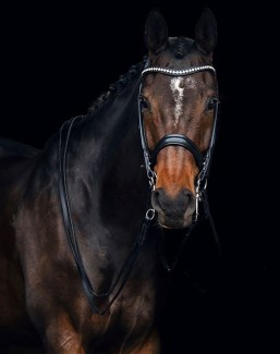 Calisto (by Gribaldi x Cassis)