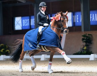 Chantre (by FS Champion de Luxe x Desteny)