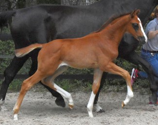 Dreamland (by De Royal x Weltmeyer)