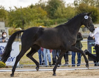 Helia (by Millennium) received the top price of the mares collection. She sold for  105,000 euro :: Foto: Stefan Lafrentz)