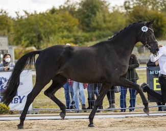 Helia (by Millennium) received the top price of the mares collection. She sold for 105,000 euro :: Foto: Stefan Lafrentz)
