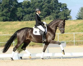 St. Felice (by St. Schufro x Furstenball) :: Photo © Ernst