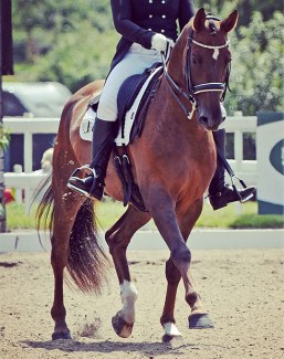 Dragunov (by Dannebrog x Lauries Crusador xx)