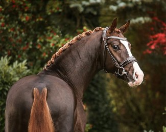 Sky, the Sezuan x Sir Donnerhall premium colt and 2020 Hanoverian Stallion Licensing price highlight :: Photo © Riikka Miettinen