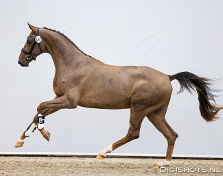Egbert Schep's Nice Guy ES (by Quantensprung x Stedinger) selected for the second phase of the 2021 KWPN Stallion Licensing :: Photo © Digishots
