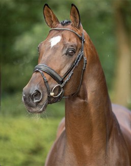 Kasimir TSF :: Photo courtesy BBrune