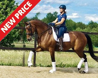 Lady Rileva (by Lord Loxley x De Niro x Rubinstein)
