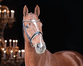 Starlight (by Santo Domingo x Donnerschwee) :: Photo © Feldhaus