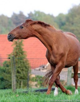Angry mare protecting foal :: Photo © Astrid Appels