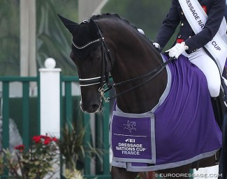 Dark Legend at the 2019 FEI Nations Cup in Compiègne :: Photo © Astrid Appels