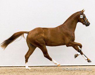 Nirvana (by Governor x Vivaldi) at the pre-selection :: Photo © Digishots