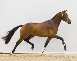 Next Pitch U.S. (by Geniaal x Hotline)  :: Photo © Digishots