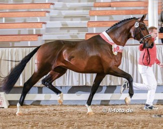 Fly Amour FE (by Floriscount x San Amour x Furst Heinrich), now renamed Fineline, at the 2020 Westfalian Stallion Licensing :: Photo © LL-foto