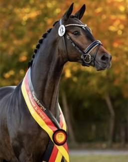 Rheinglanz (by Helium x Couracius) :: Photo © Stefan Lafrentz