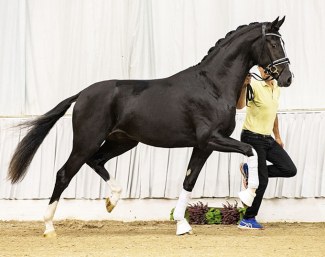 The licensed Federspiel (by Floris Prince x Lauries Crusador xx) :: Photo © Hannoveraner Verband