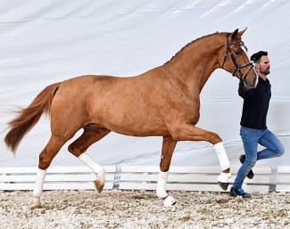 Deep Donnerhall PS, a 2.5 year old licensed stallion by Deparon x Fürstenball.
