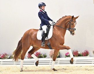 Fascination (by Blue Hors Farrell x Royal Diamond x Grundstein) :: Photo © Feldhaus