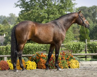 KWPN keur stallion Sir Sinclair :: Photo © Terri Miller