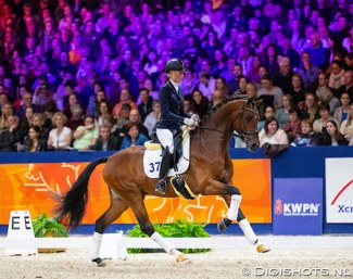 Lord Romantic (by Don Romantic x Krack C) at the 2020 KWPN Stallion Licensing in 's Hertogenbosch :: Photo © Digishots