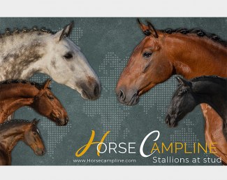 Horse Campline's 2021 stallion roster with four international Grand Prix stars