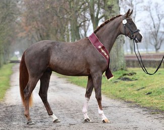 Best Future (by Benicio x Don Diamond), Champion of the 2021 DSP Stallion Licensing :: Photo © Bjorn Schroeder