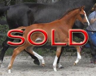 Dreamland (by De Royal x Weltmeyer)