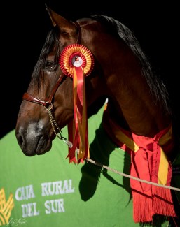 Atrevido Mango achieved the Triple Crown at the 2017 SICAB, the World PRE Breeding Championships in Seville :: Photo © Lily Forado