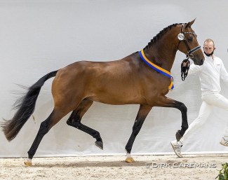 Next Pitch US (Geniaal x Hotline), premium stallion in the 2021 KWPN Stallion Licensing :: Photo © Dirk Caremans