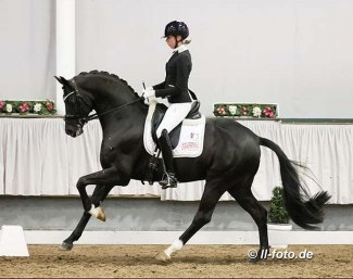 Simone Pearce on Dimaggio Black at the 2021 Munster Stallion Sport Test :: Photo © LL-foto