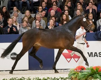 Jambeau at the 2017 KWPN Stallion Licensing in Den Bosch :: Photo © Dirk Caremans
