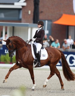 KWPN proclaimed Independent Little Me the Gelderlander Horse of the Year 2020. This KWPN registered stallion is by the Danish warmblood registered and Hanoverian bred UNO Don Diego (by Dressage Royal x Falkland) out star preferent Dutch warmblood mare Wendela (by San Remo x Glendale x Nepal x Millers Grey xx) - KWPN named him a "Gelderlander" based on type and not bloodline:: Photo © Astrid Appels