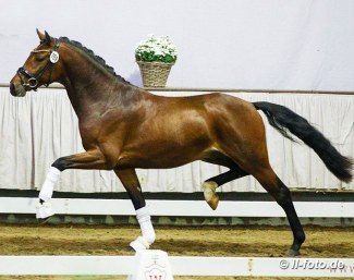 Ferrari Superfast (by For Final x Lissaro van de Helle x Davignon) at the 2020 Westfalian Stallion Licensing :: Photo © LL-foto