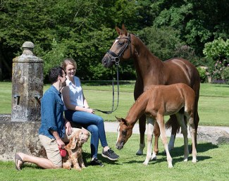 Become an Oldenburg horse breeder