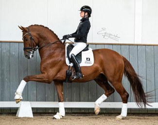 Charlotte Fry on the 5-year old Lantanas :: Photo © Equigeniek
