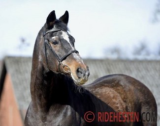 Michellino on his 30th birthday :: Photo © Ridehesten