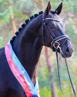 Splendid (by San Amour x Dream Boy) :: Photo © LL-foto