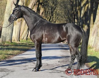 Hallifax Lyng (by Schwarzgold x Aston Martin x Summertime) :: Photo © Ridehesten