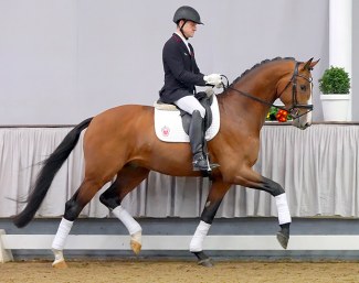 Zaunkönig (by Zack x De Niro x Florestan)